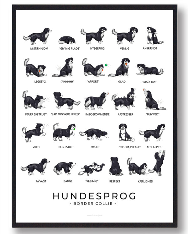 Hundesprog  Border Collie plakat (Størrelse: L - 50x70cm (B2))