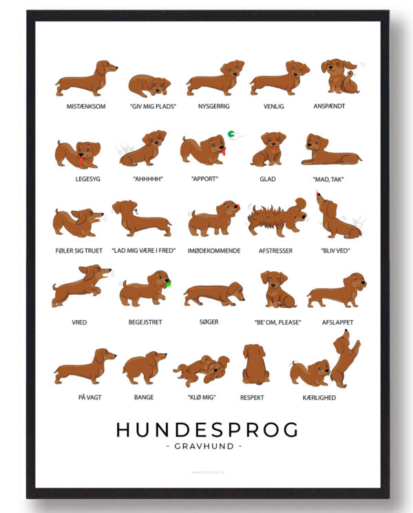 Hundesprog  Gravhund plakat (Størrelse: L - 50x70cm (B2))