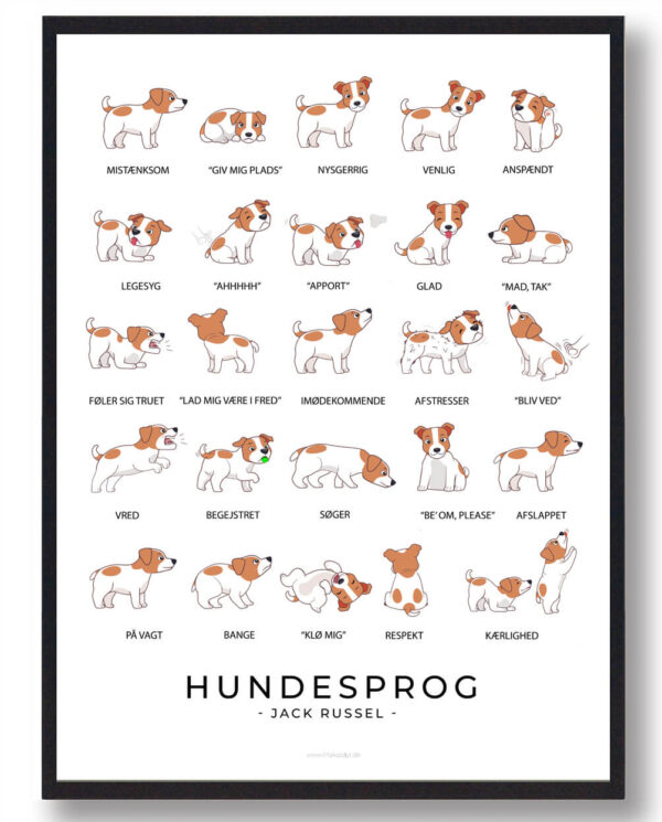 Jack Russel - Hundesprog plakat (Størrelse: L - 50x70cm (B2))