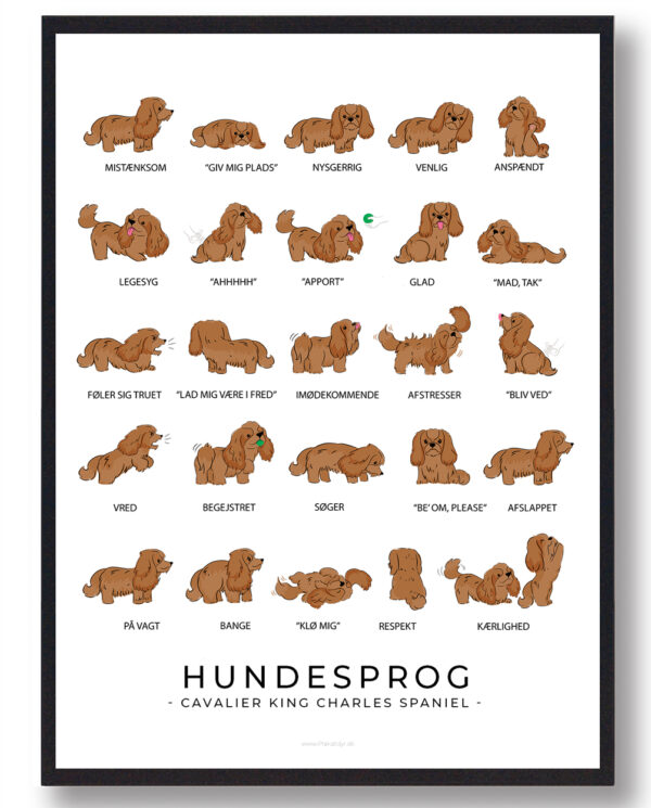 Hundesprog  Cavalier King Charles Spaniel plakat (Størrelse: L - 50x70cm (B2))