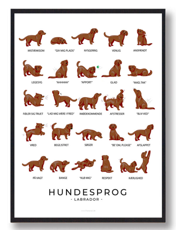 Hundesprog  Labrador brun plakat (Størrelse: L - 50x70cm (B2))