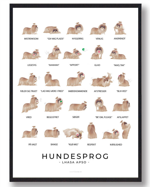 Lhasa Apso - Hundesprog plakat (Størrelse: L - 50x70cm (B2))