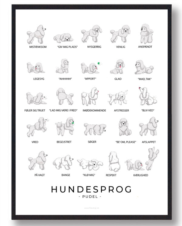 Hundesprog  Pudel plakat (Størrelse: L - 50x70cm (B2))