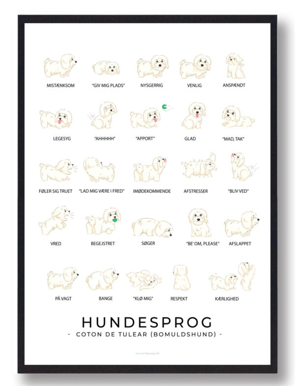 Hundesprog - Coton de Tulear - Bomuldshund plakat (Størrelse: L - 50x70cm (B2))