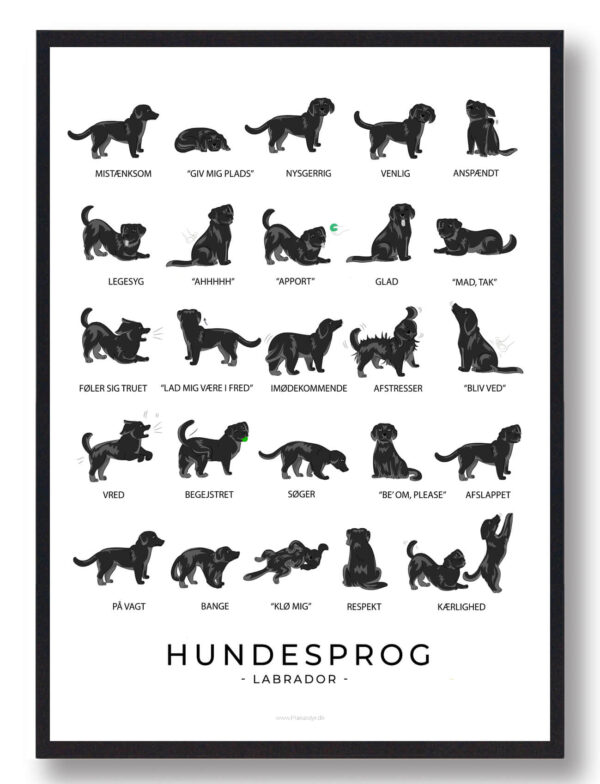 Hundesprog - sort Labrador plakat (Størrelse: L - 50x70cm (B2))