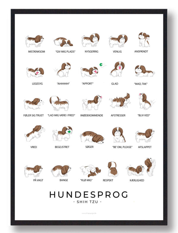 Hundesprog Shih Tzu - plakat (Størrelse: L - 50x70cm (B2))