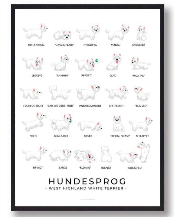 West Highland White Terrier - Hundesprog plakat (Størrelse: L - 50x70cm (B2))