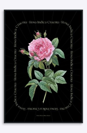 Flower Series - Rosa Indica BLACK EDITION - 70x100 cm