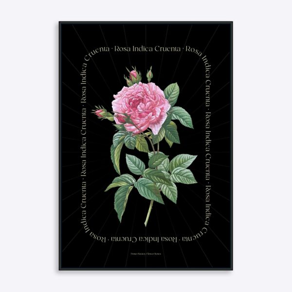 Flower Series - Rosa Indica BLACK EDITION - 70x100 cm