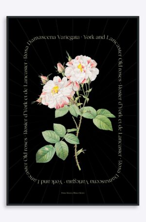 Flower Series - York and Lancaster Rose BLACK EDITION - 70x100 cm