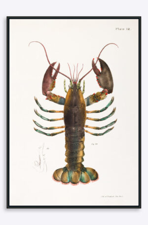 Blueish Lobster - 30x40 cm
