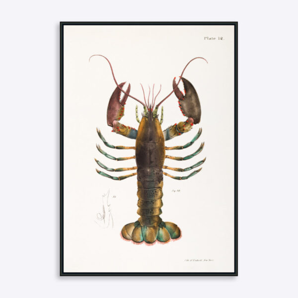 Blueish Lobster - 30x40 cm
