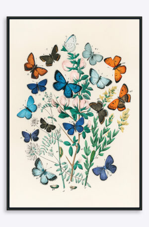 Butterflies - 70x100 cm