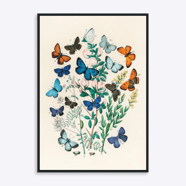 Butterflies - 70x100 cm