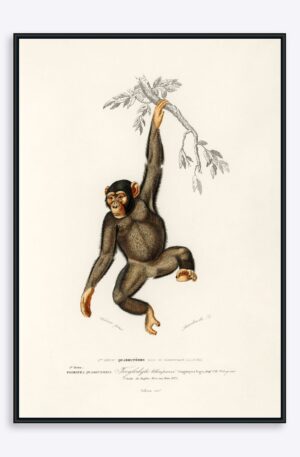 Chimpanzee - 50x70 cm