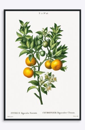 Citrus Bigaradia Sinensis - 50x70 cm