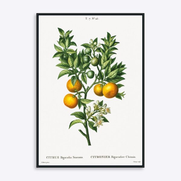 Citrus Bigaradia Sinensis - 50x70 cm