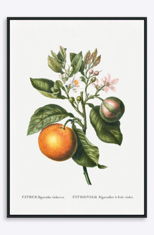 Citrus Bigaradia Violacea - 70x100 cm