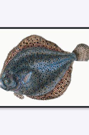 Flatfish - 50x70 cm