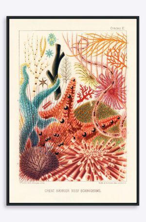 Great Barrier Reef Echinoderms - 50x70 cm