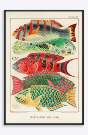 Great Barrier Reef Fishes - 50x70 cm