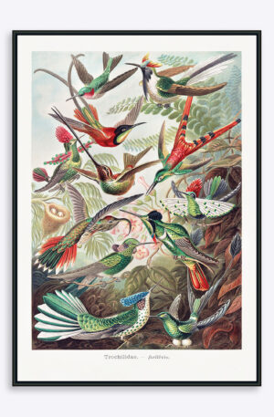 Hummingbirds - 70x100 cm