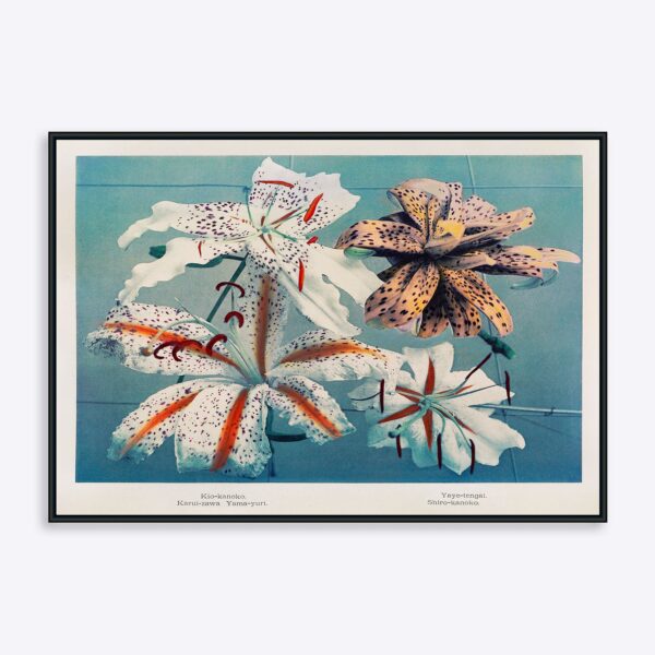 Lilies of Japan - 50x70 cm