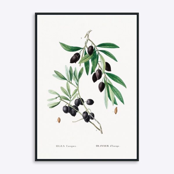 Olive Branch - 70x100 cm