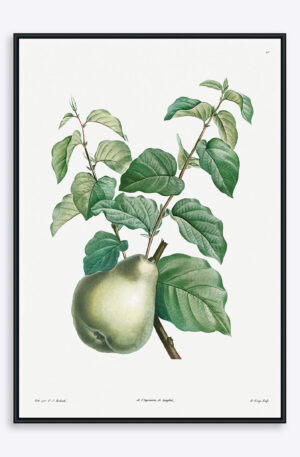 Pear - 50x70 cm