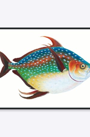 Rainbow Fish - 30x40 cm