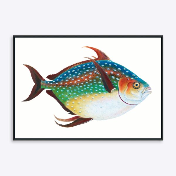 Rainbow Fish - 30x40 cm