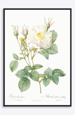 Rosa Alla Foliacea - 21x30 cm