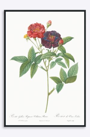 Rosa Gallica - 21x30 cm