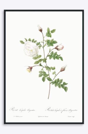 Rosa Hispida Argentea - 21x30 cm