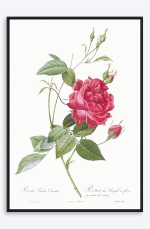 Rosa Indica Cruenta - 21x30 cm