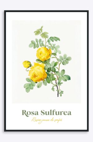 Rosa Sulfurea - 50x70 cm