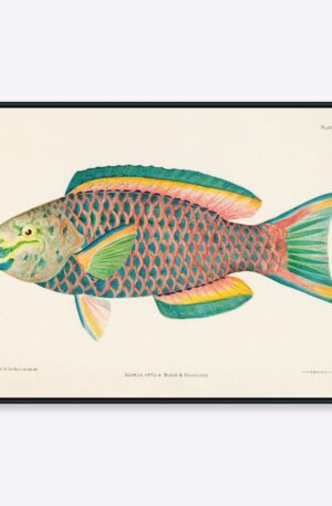 Scarus Vetula Papegøjefisk - 50x70 cm