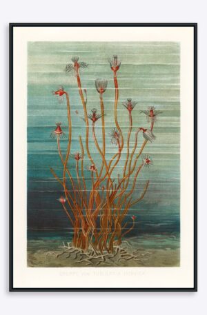 Sea Weeds - 70x100 cm