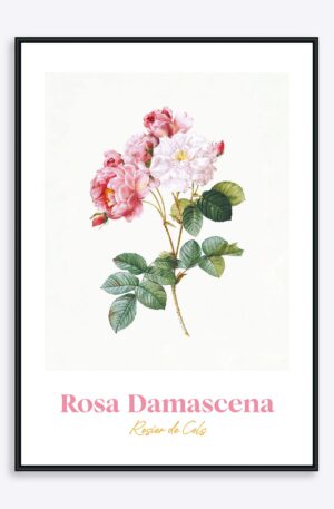 Rosa Damascena - 50x70 cm