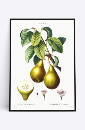 Pyrus Communis - 70x100 cm