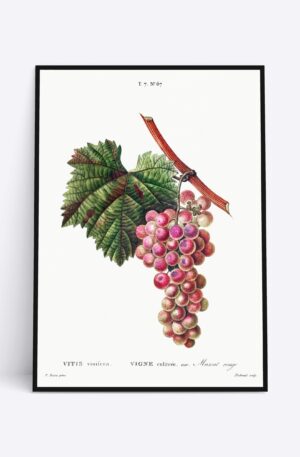 Vigne Cultivee - 70x100 cm