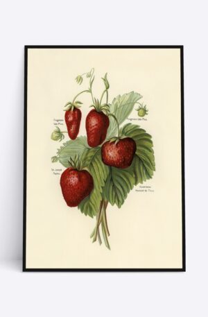 Strawberries - 70x100 cm