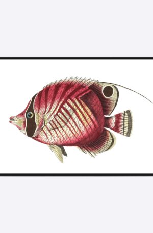 Pink Fish - 50x70 cm