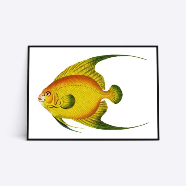 Fish - 50x70 cm