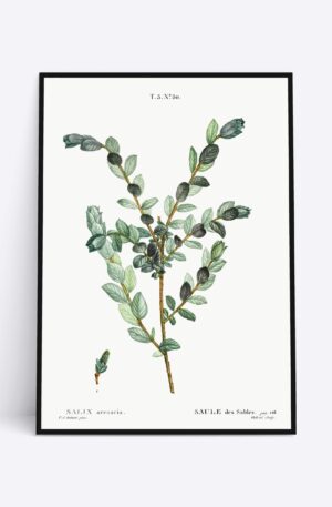 Salix Arenaria - 70x100 cm