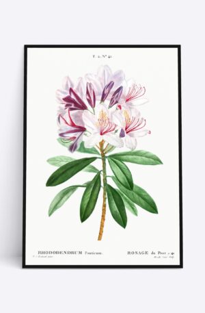 Rhododendrum Ponticum - 70x100 cm