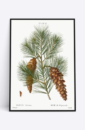 Pinus Strobus - 70x100 cm