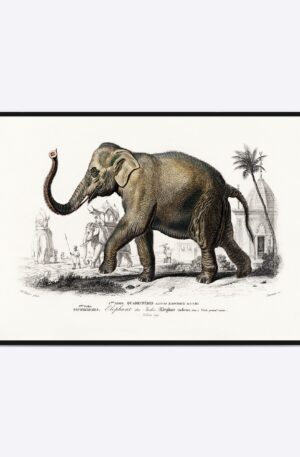 Elephant - 50x70 cm