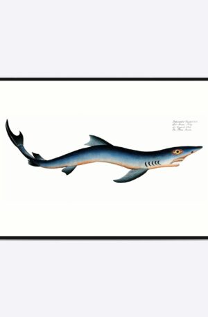 Blue Shark - 50x70 cm