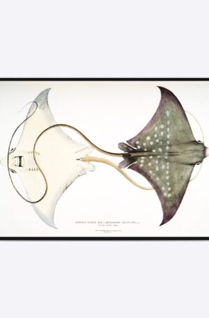 Spotted Eagle Ray - 50x70 cm